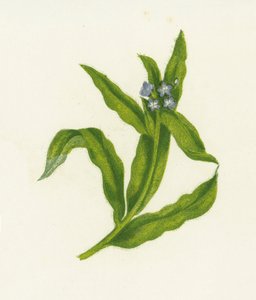 Buglosse des champs, Lycopsis Arvensis - English School